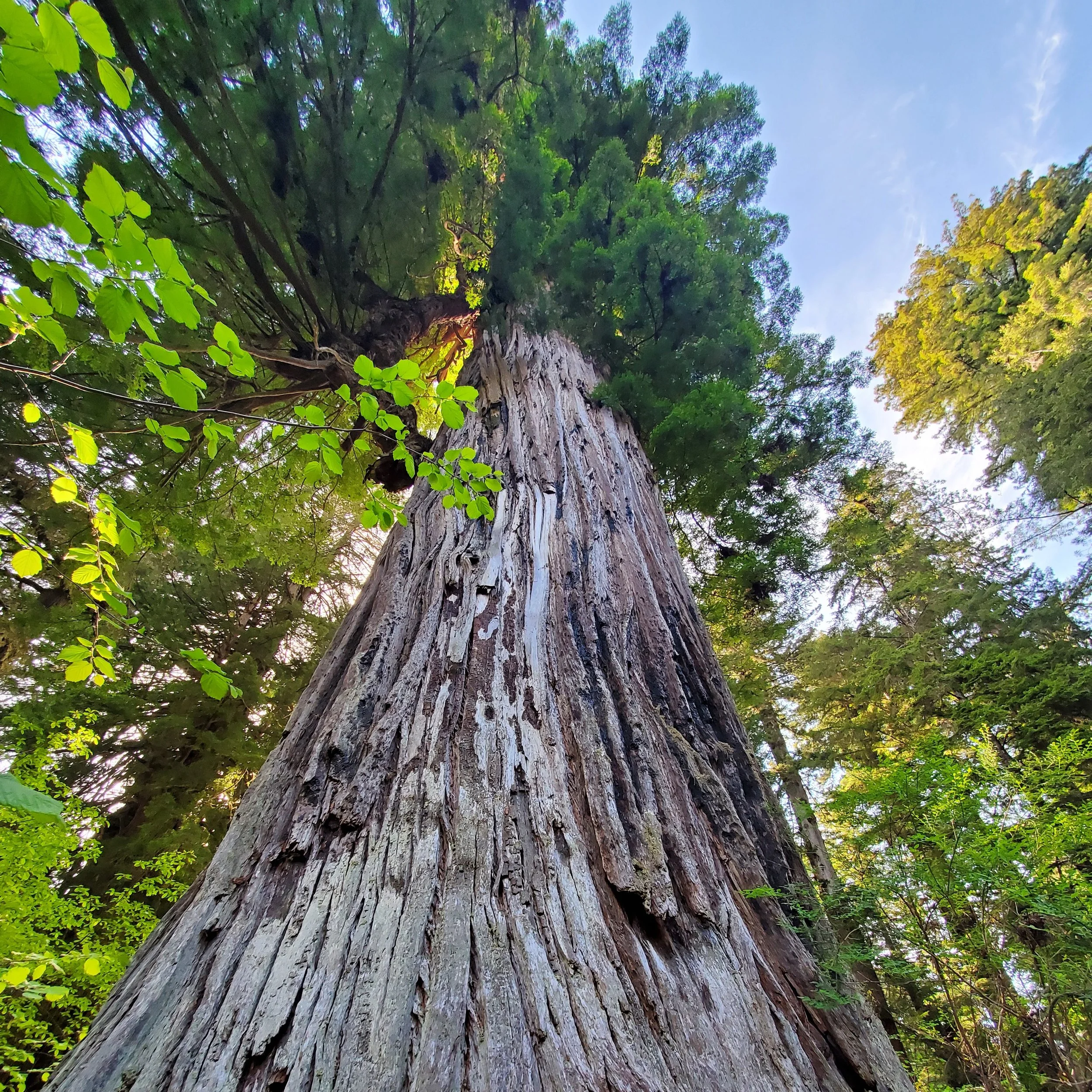 Coast Redwood — Wanderlust Nursery
